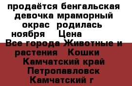 продаётся бенгальская девочка(мраморный окрас).родилась 5ноября, › Цена ­ 8 000 - Все города Животные и растения » Кошки   . Камчатский край,Петропавловск-Камчатский г.